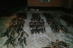 Астраханцы сдали 35-летнего браконьера пограничникам