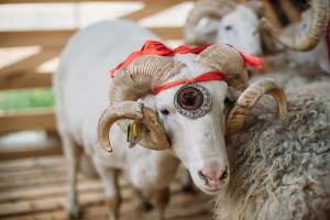 Большая &#171;овечья&#187; тусовка ожидается в Астраханской области
