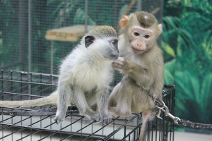 В Волгоградской области обезьяна из контактного зоопарка травмировала ребёнка