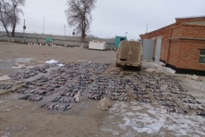 В Астраханской области задержан местный житель с 800 кг незаконно добытой щуки