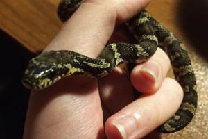 В Астрахани ищут хозяина змеи, найденной в районе Жилгородка 
