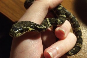 Астраханка ищет в соцсетях хозяина ручной змеи