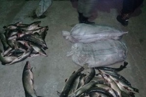 В Астраханской области у браконьеров изъяли около 300 экземпляров незаконно добытой рыбы