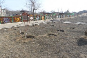 В Астрахани вандалы уничтожили 15 деревьев у мемориала погибшим в годы войны