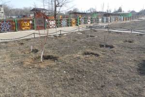 В астраханском парке вандалы уничтожили 15 деревьев