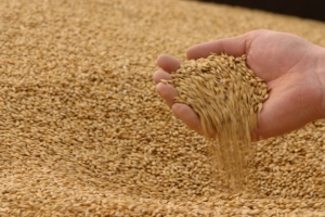В России запасы зерна увеличились на 8,3%