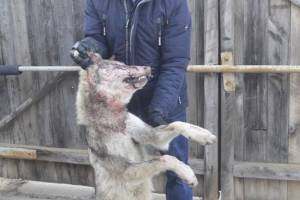 Астраханец застрелил волка во дворе собственного дома