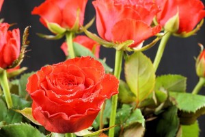 Цветы пришлось нести грузчикам: 501 розу подарили астраханке