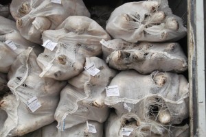 Из Астраханской области пытались вывезти  1,5 тонны мороженой кефали без документов