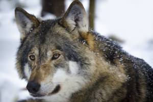 Астраханский эксперт выдвинул интересную теорию, почему гигантский волк забрался во двор жилого дома