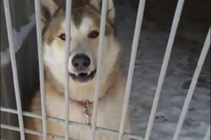 В Астраханской области полиция арестовала собаку-хулиганку