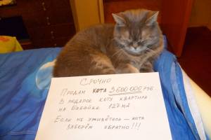 В Астрахани срочно продают кота за 3,6 миллиона рублей