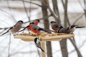 Покормите птиц зимой! В Астрахани начались акции помощи птицам
