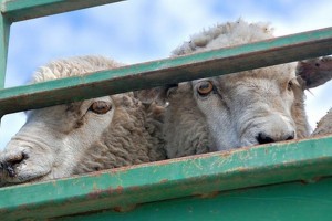 В Астраханской области задержали два КамАЗа с овцами