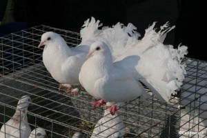 Из Астраханской области в Казахстан пытались вывезти 35 голубей