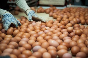 Житель Казахстана пытался вывезти из Астраханской области почти 1,5 тысячи куриных яиц