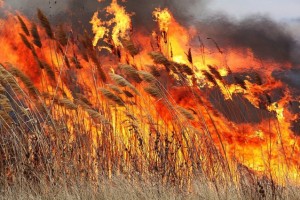 В Астраханской области горел камыш на площади 800 кв м