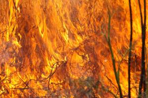 В Астраханской области горели камыш и мусор