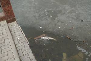 На астраханском Лебедином озере массово погибла рыба