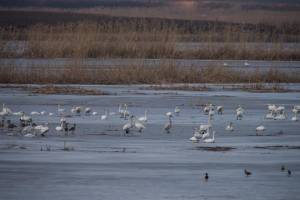 Астраханские ильмени заполонили птицы &#8212; завораживающее видео
