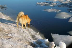 В Астрахани дети и взрослые спасли собаку, дрейфующую на льдине