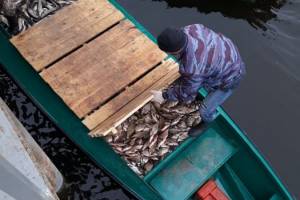 На реке Большая черная под Астраханью поймали рыбаков с огромным количеством рыбы