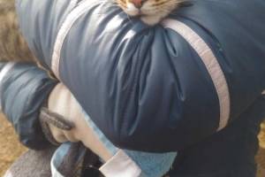 Акция по спасению астраханского кота вылилась из соцсетей на улицу