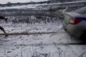 В Астраханской области полицейскую машину вытаскивали, привязав трос к хвосту лошади
