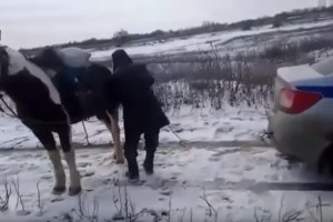 Лошадь, которая тащила за хвост машину ДПС в Астраханской области, могло парализовать
