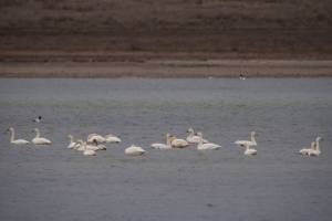 В Астраханской области удалось снять на видео целую стаю редких птиц