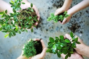 Астраханцы могут бесплатно обменяться растениями