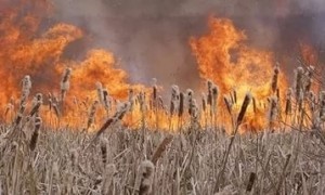 В Астраханской области объявлен пожароопасный сезон
