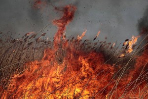 Спасатели Астраханской области ликвидировали 10 возгораний камыша и травы