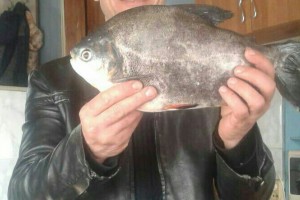 В Астраханской области рыбак вытащил из реки рыбу «паку»