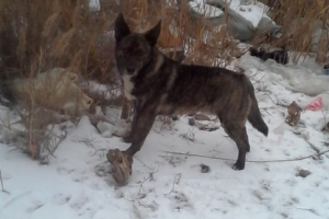 В Астрахани полицейские спасли бездомную собаку