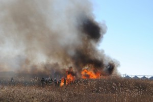 В Астрахани сгорело 150 кв метров камыша вместе с сараями