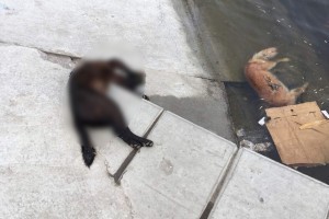 В Астрахани возле памятника на Аллее семьи сбросили в воду тела отравленных собак