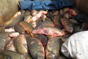 Двое работников рыболовецкой артели похитили с предприятия более 100 кг улова