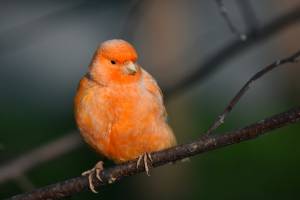 Потенциально опасных певчих птиц обнаружили в Астраханской области
