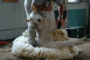 Из Астраханской области не выпустили более 22 тонн овечьей шерсти