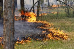 В Астраханской области лесных пожаров пока не зафиксировано