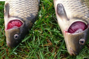 Астраханцев предупреждают о паразитах в рыбе