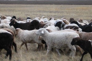 Астраханские пограничники не пустили овец и коз в Казахстан