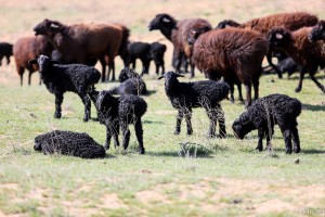 Астраханские овцеводы готовятся принять более миллиона ягнят