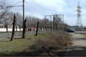 В Астрахани бизнесмен изуродовал десятки деревьев ради своей рекламы