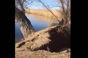 На видео сняли, как огромное дерево за секунды смыло водой в Астраханской области