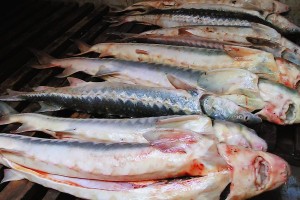 Из Астрахани хотели вывезти более 20 кг лососевой и щучьей икры и почти 7 кг осетрины