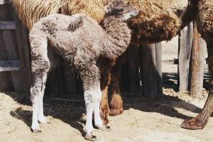 В астраханском зоопарке родился «космический» верблюжонок