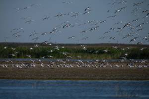 Астраханские охотники помогут посчитать птиц в Астраханской области