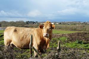 В Астрахани обнаружены коровы, опасные для человека